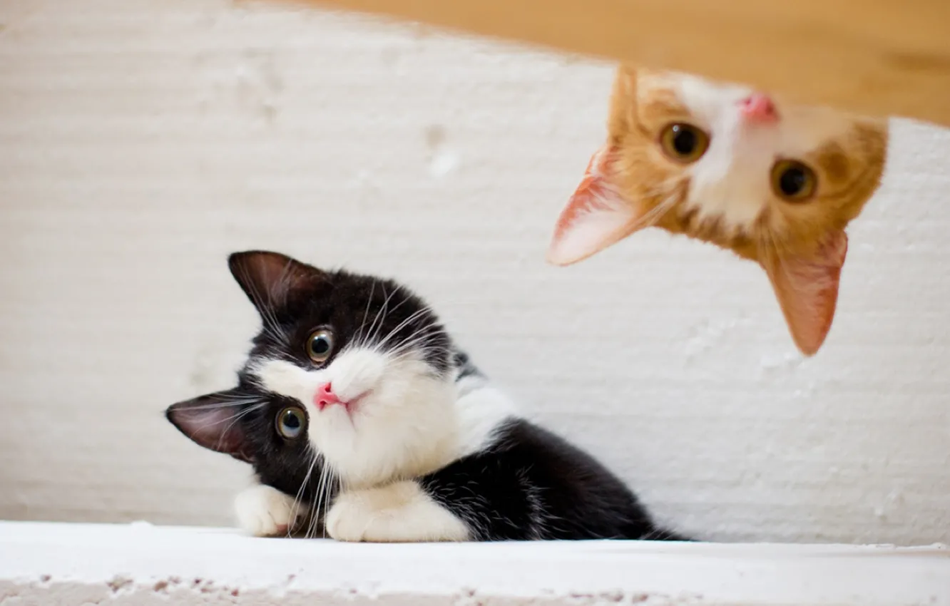 Фото обои кошки, коты, рыжий, котята, котёнок, черно - белый