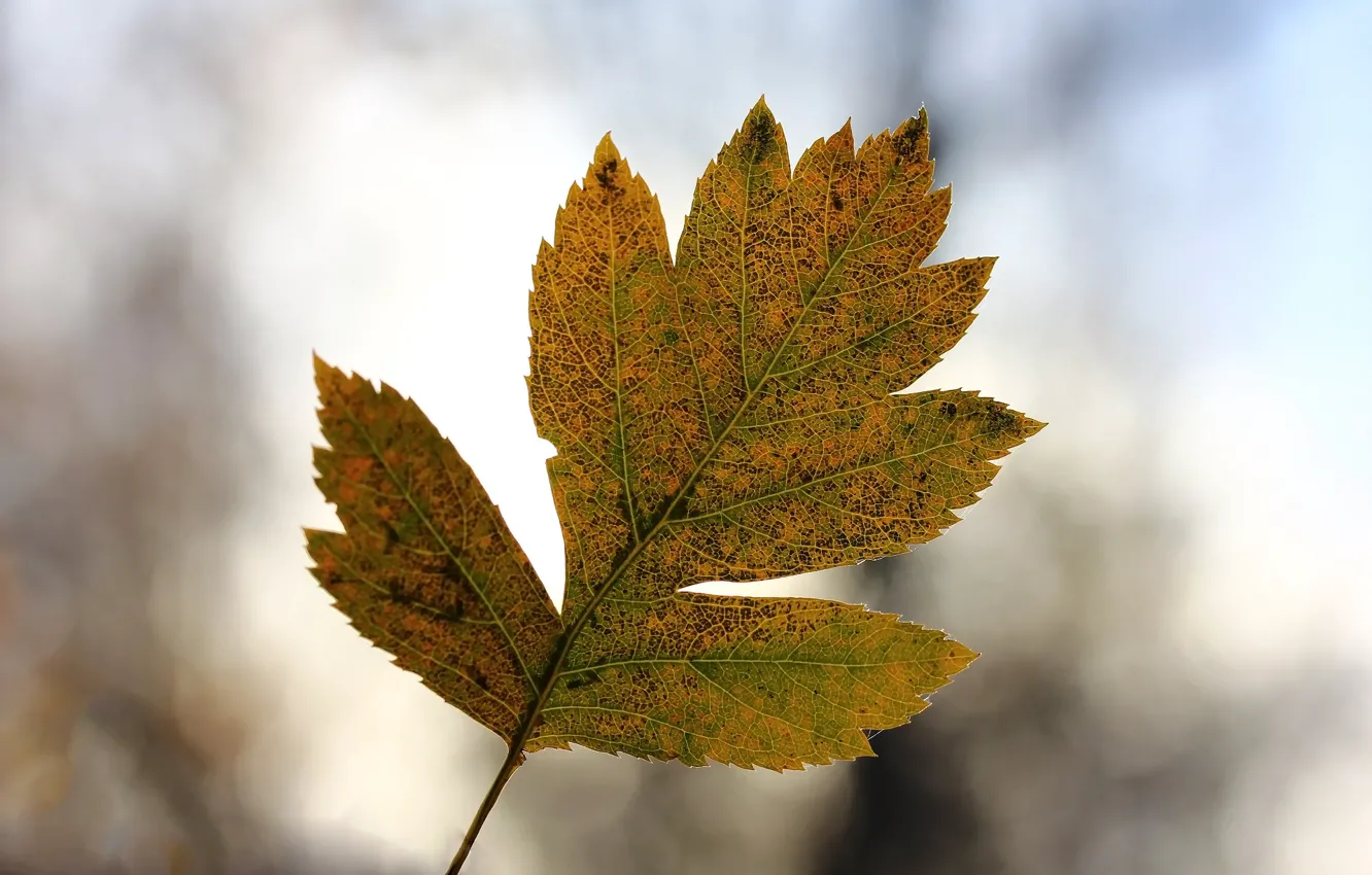 Фото обои осень, лист, фон