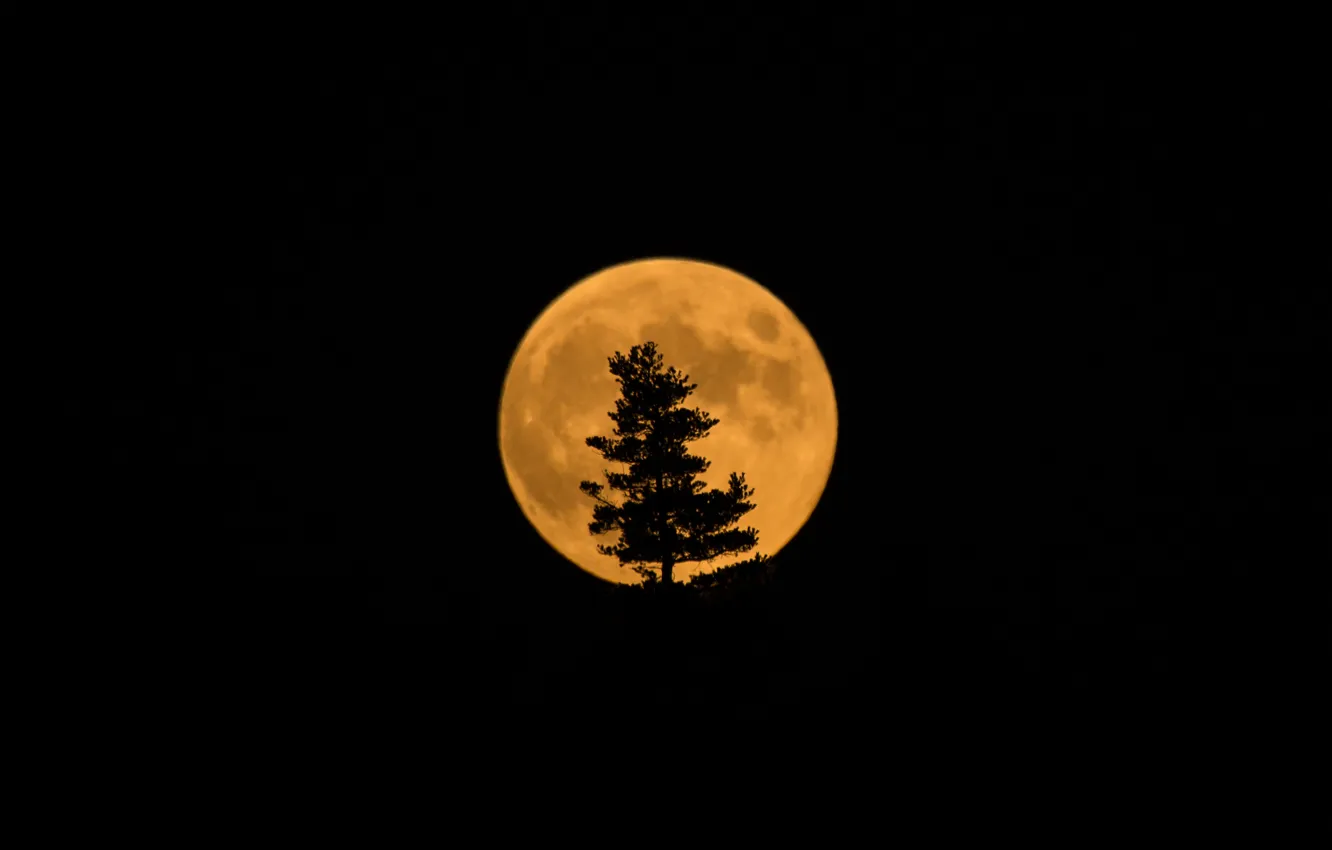 Фото обои дерево, луна, спутник, силуэт, затмение, Moon