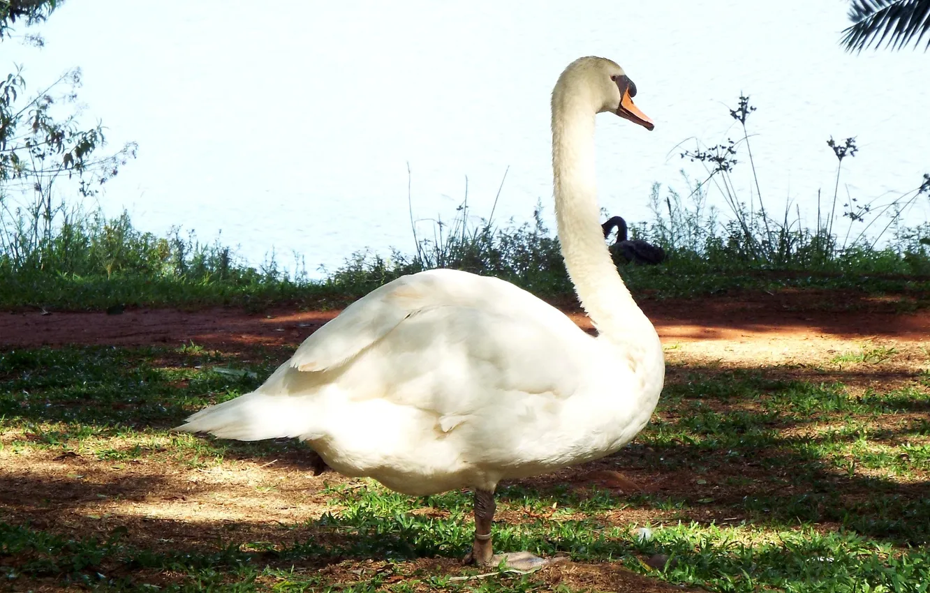 Фото обои Birds, Brazil, Sao Paulo, Ibirapuera Park, Mute Swan (Cygnus olor)