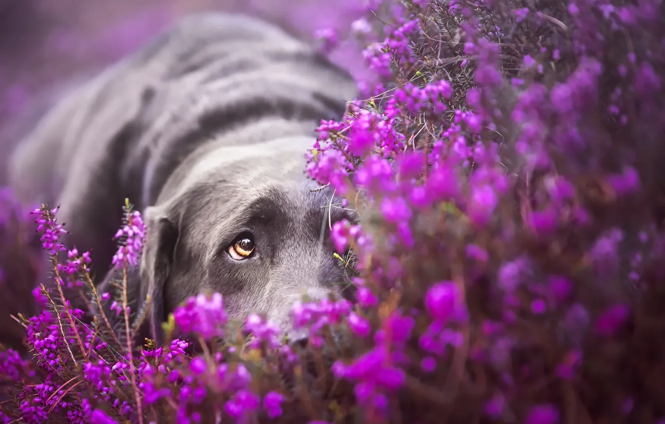 Фото обои взгляд, цветы, собака