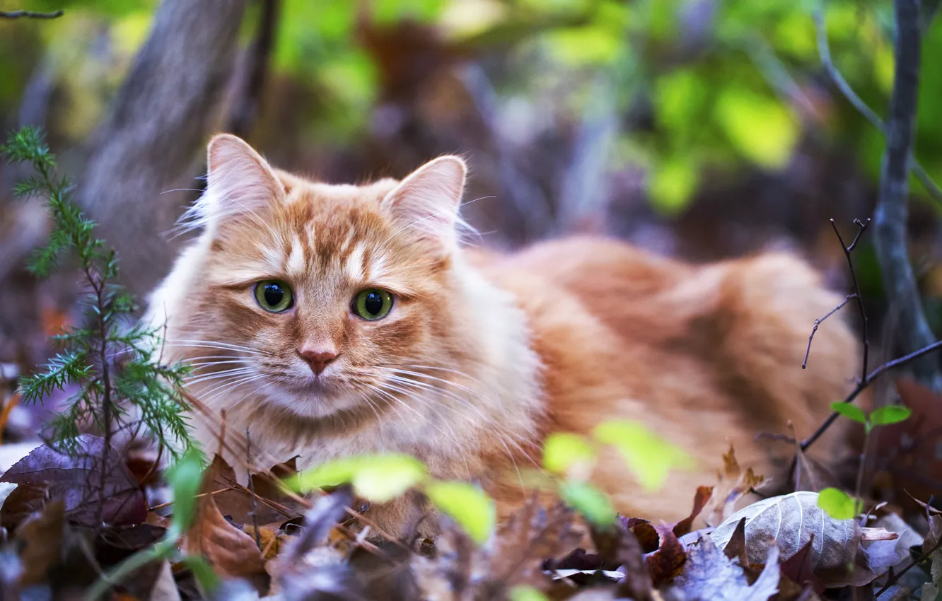 Фото обои кошка, трава, глаза, взгляд, листья, зеленые, лежит, рыжая
