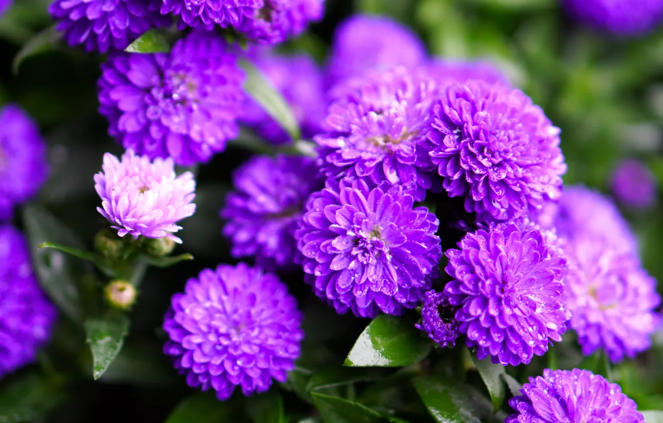 Фото обои фиолетовый, листья, капли, цветы, астра, ярко