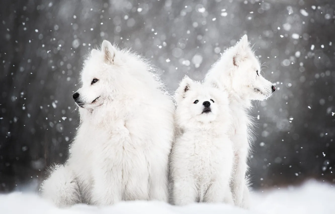 Фото обои зима, животные, собаки, снег, природа, щенок, детёныш, самоед