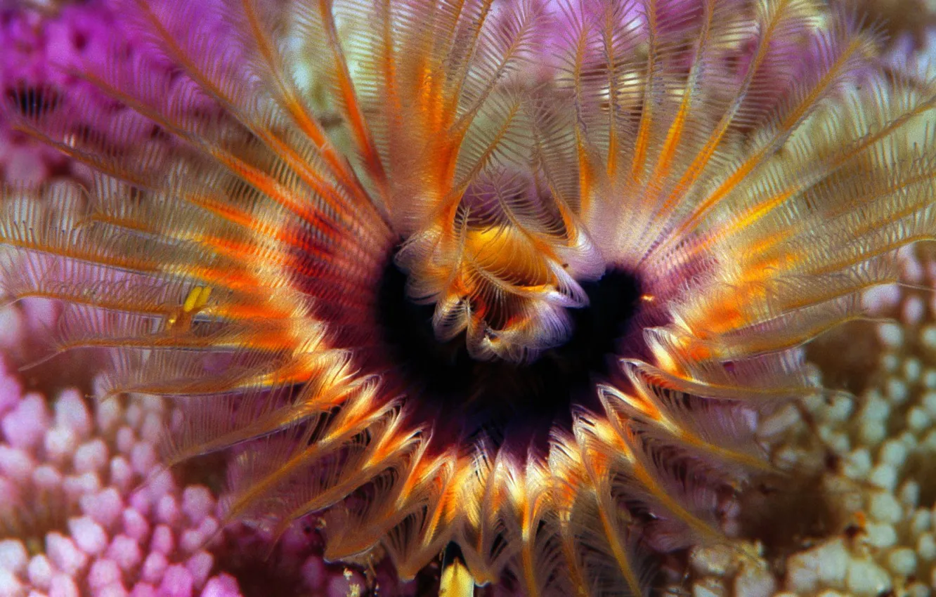 Фото обои море, океан, коралловый риф, звездный подковообразный червь, Соломоновы Острова