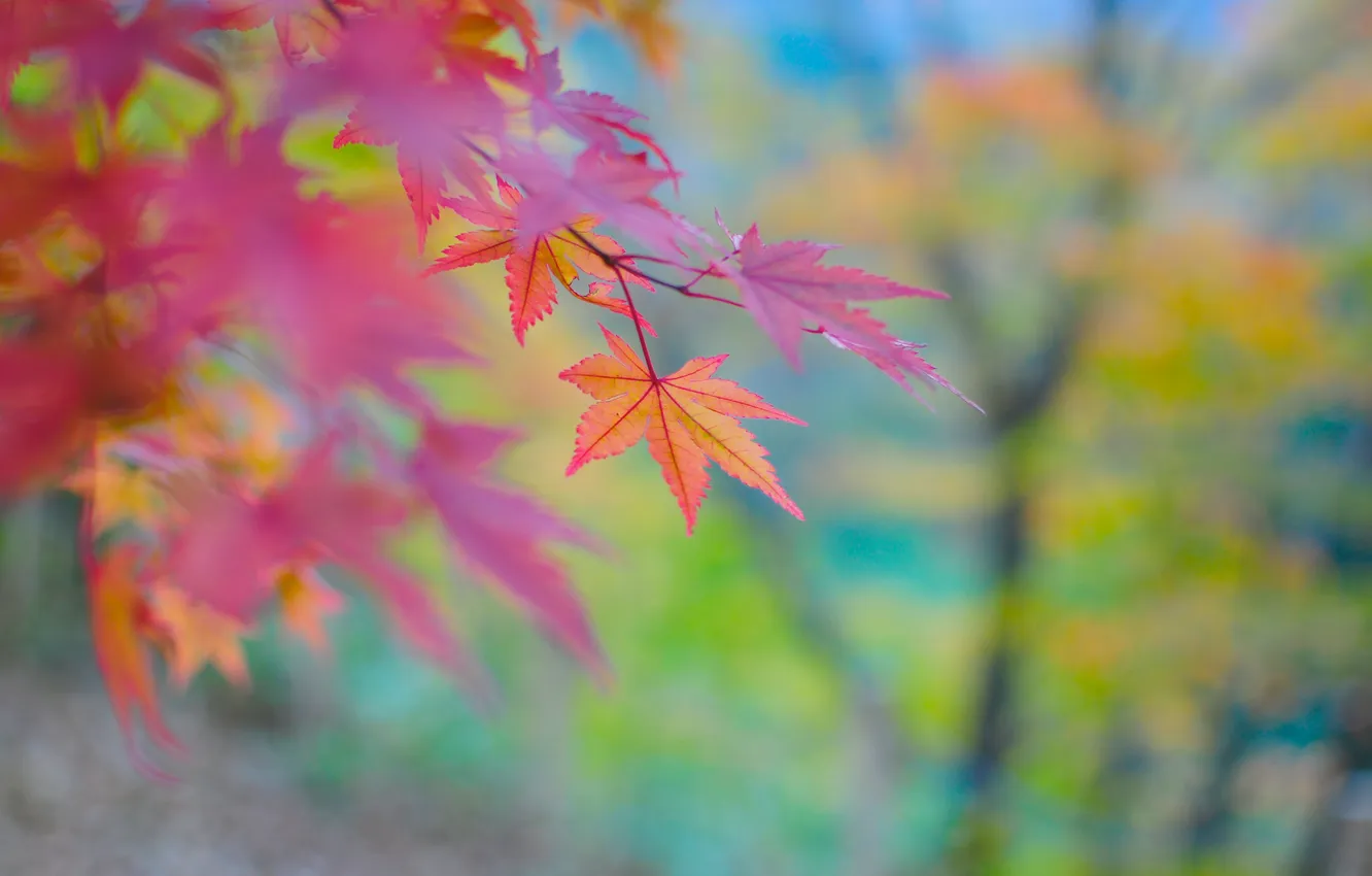 Фото обои осень, природа, листва, ветка
