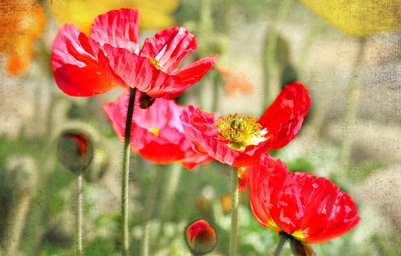 Фото обои цветы, природа, фон, маки