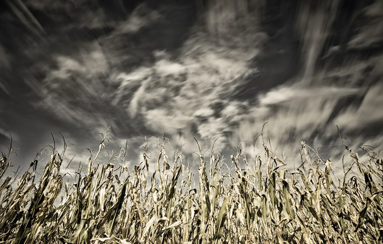 Фото обои небо, природа, кукуруза