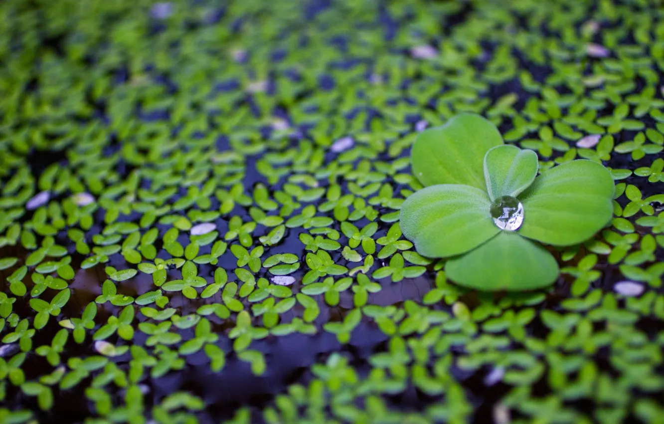 Фото обои вода, макро, капля, лепестки, зеленые