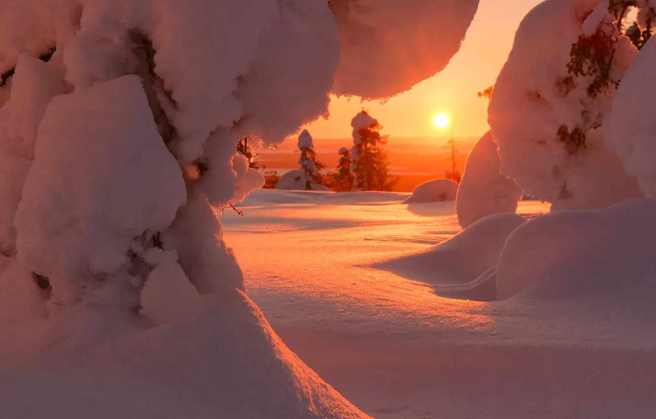 Фото обои зима, солнце, снег, деревья, пейзаж, природа, рассвет, утро