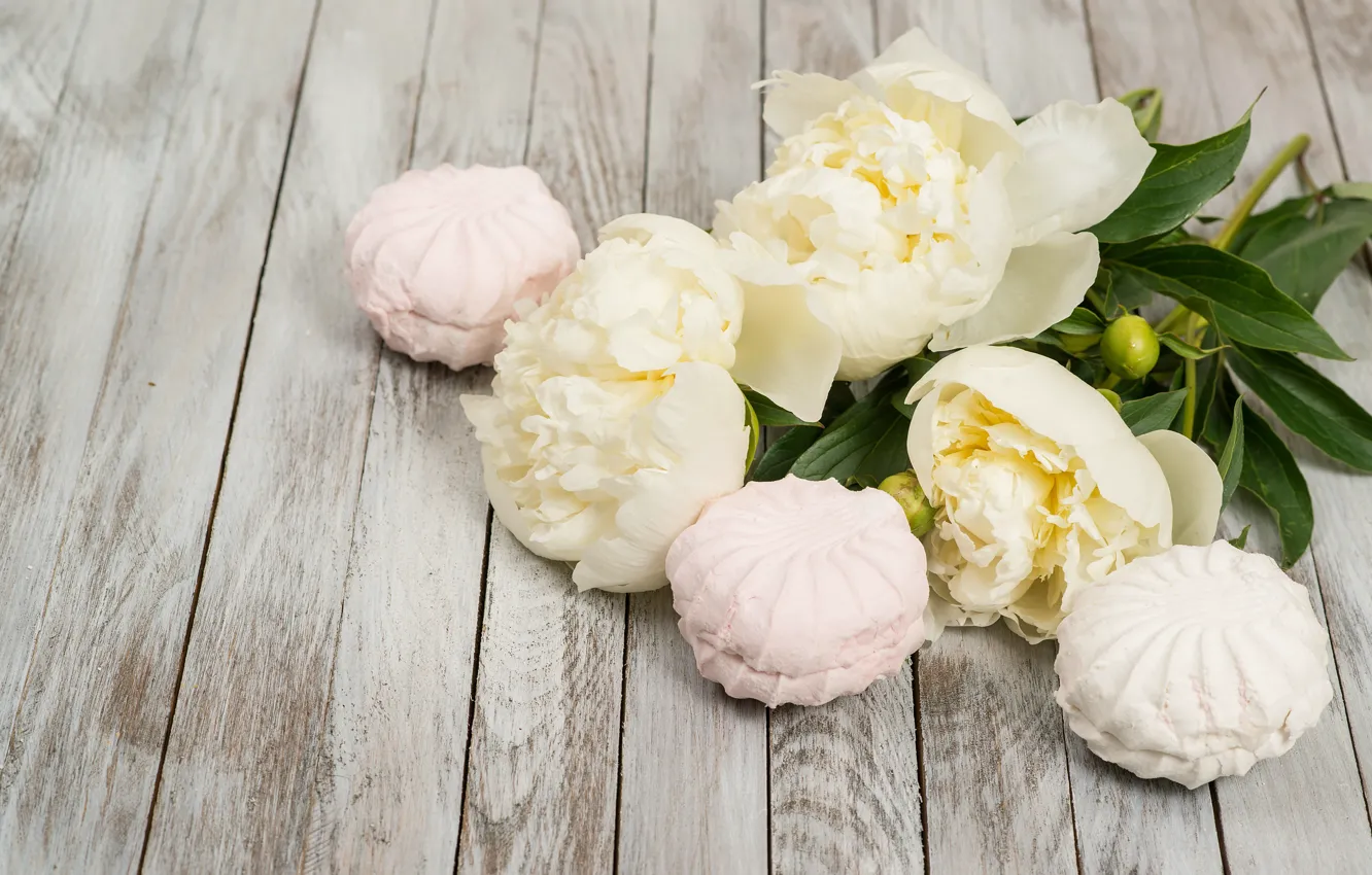 Фото обои white, бутоны, wood, flowers, romantic, пионы, зефир, peonies