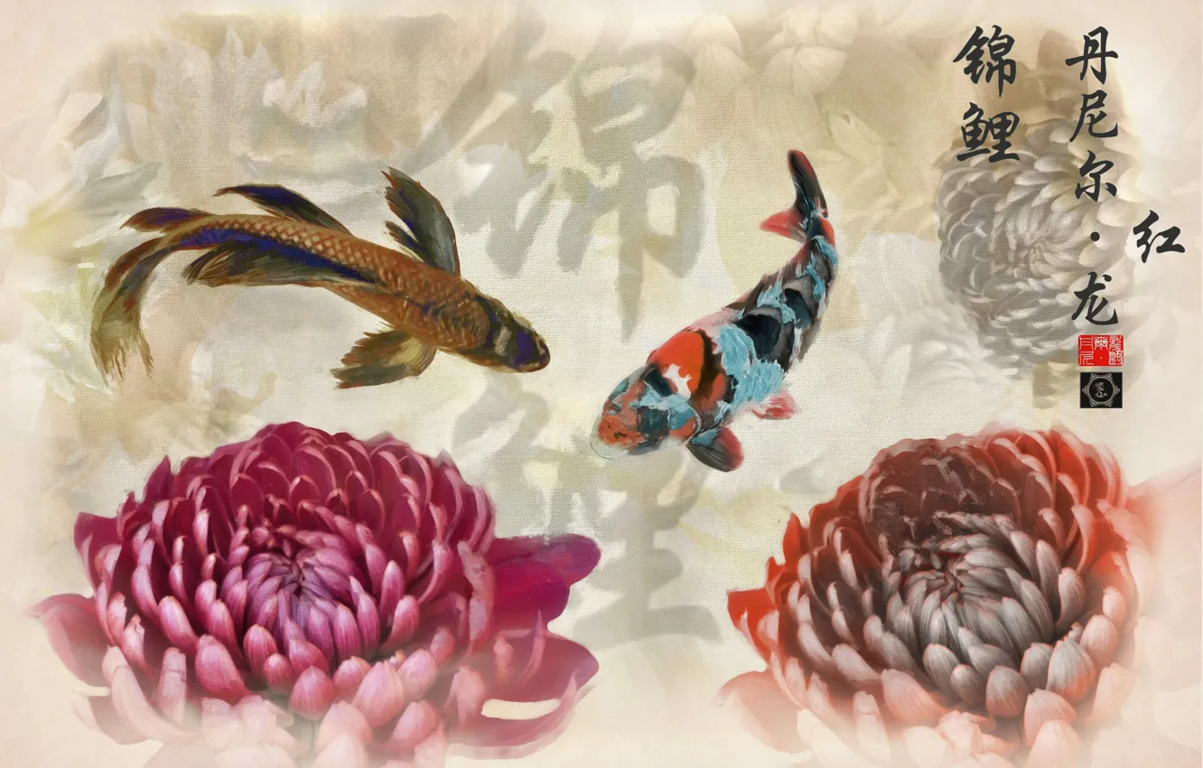 Фото обои рыба, Япония, иероглифы, хризантема, кои