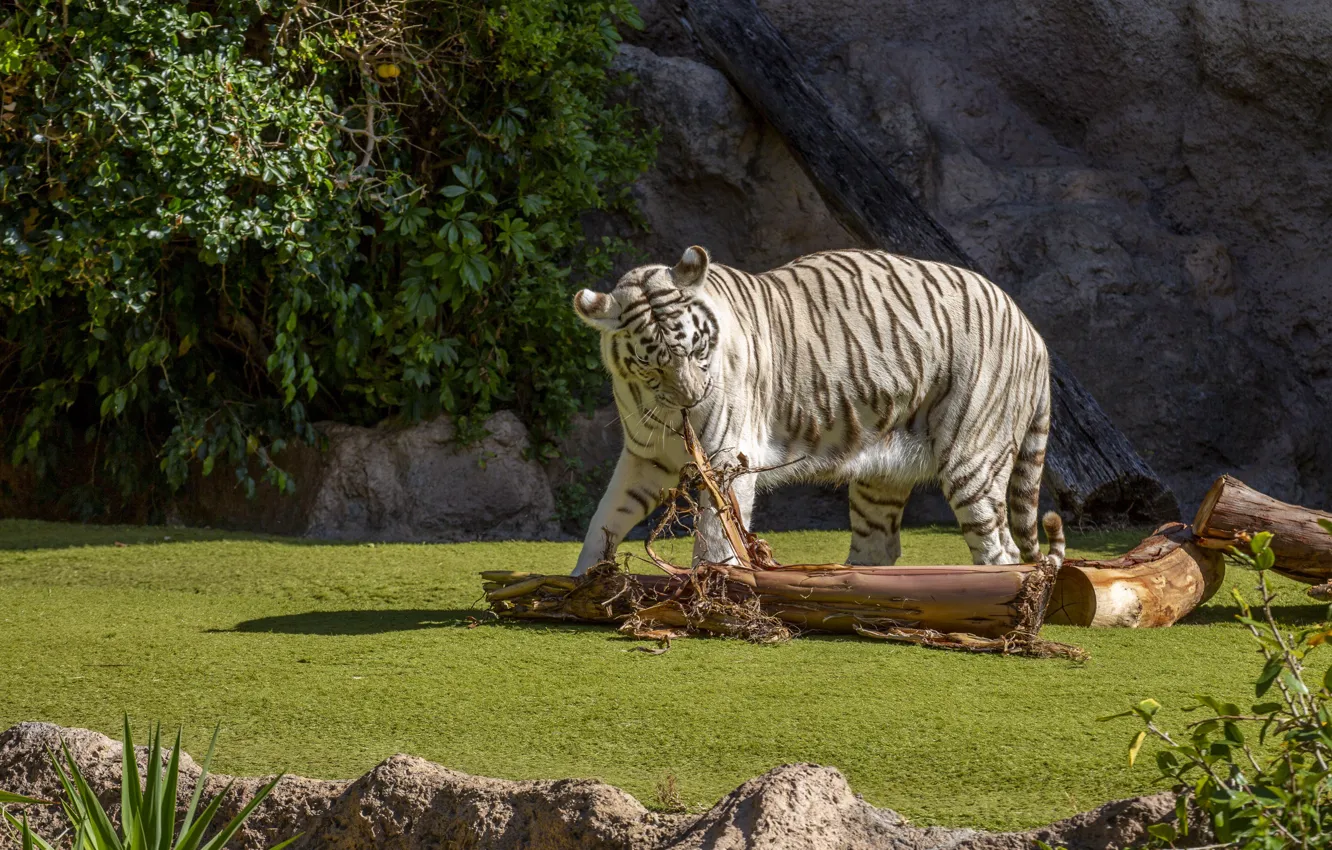 Фото обои белый, тигр, куст, бревно, лужайка, зоопарк