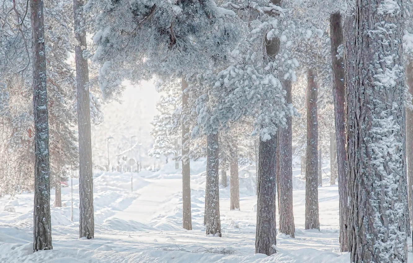 Фото обои зима, лес, снег, деревья, сосны
