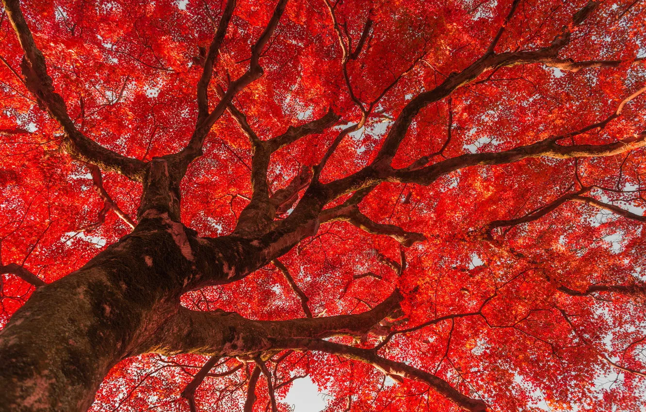 Фото обои листья, парк, дерево, Китай, красные