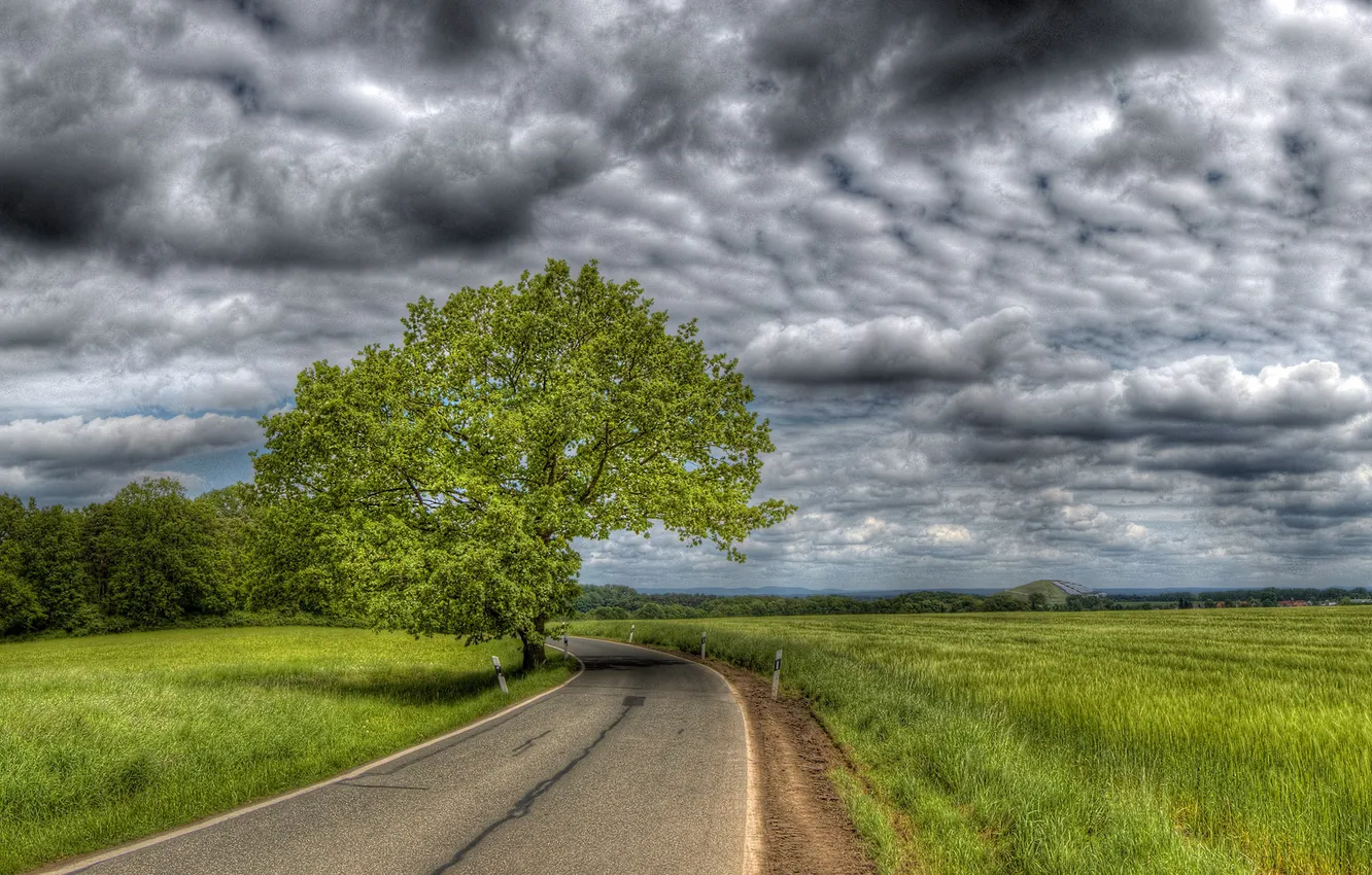 Фото обои дорога, поле, небо, деревья, тучи