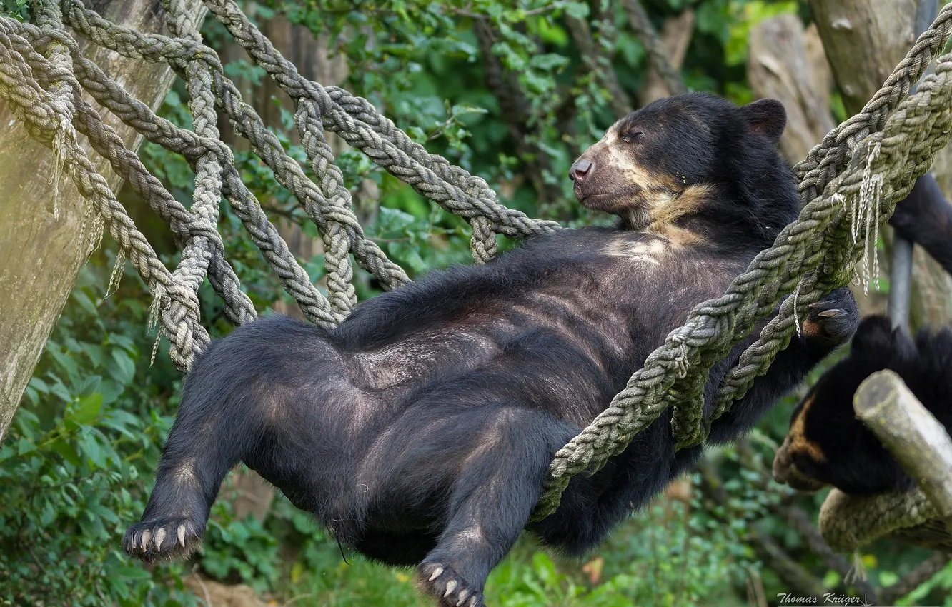 Фото обои отдых, медведь, гамак, расслабон, Очковый медведь
