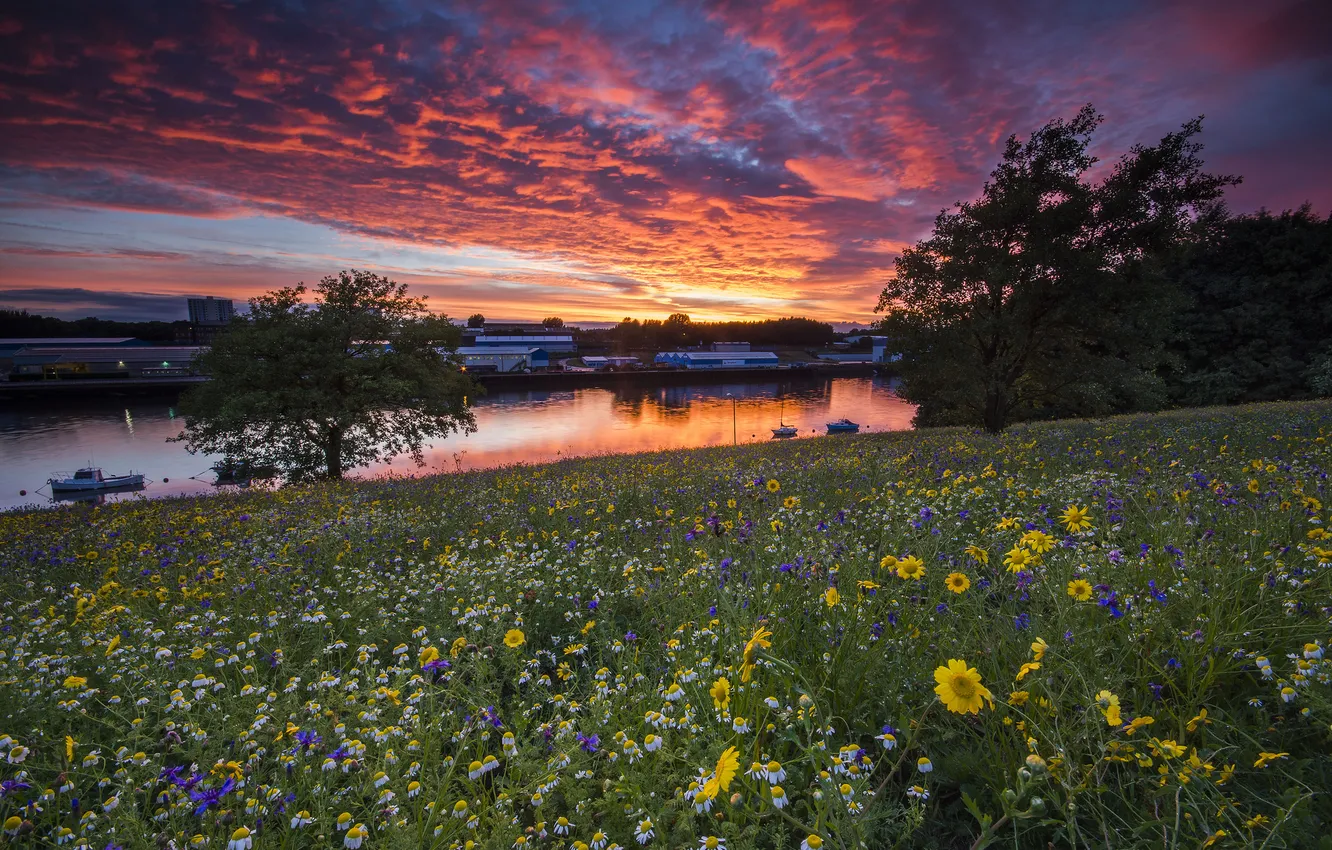 Фото обои закат, цветы, река, луг