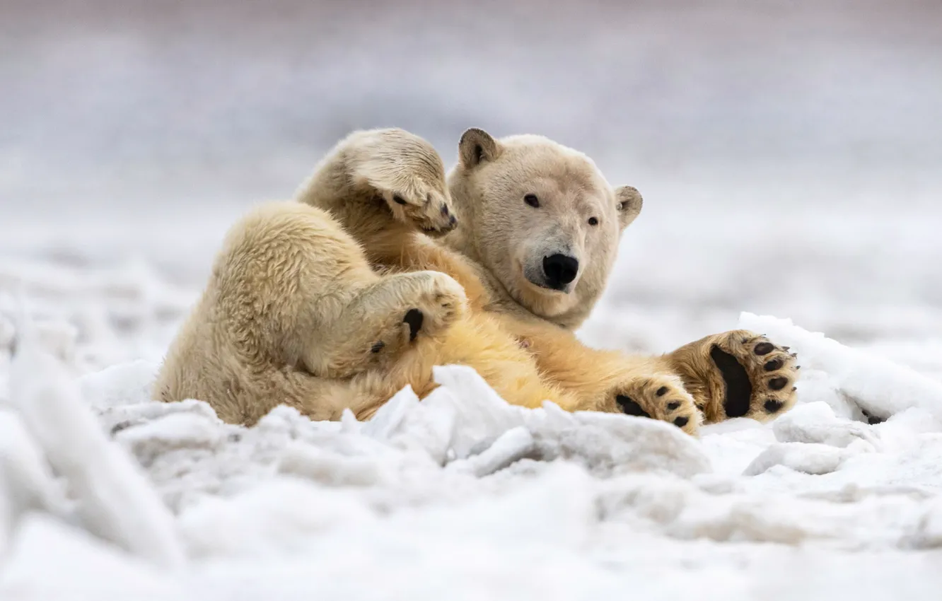 Фото обои зима, снег, поза, лапы, лежит, белый медведь
