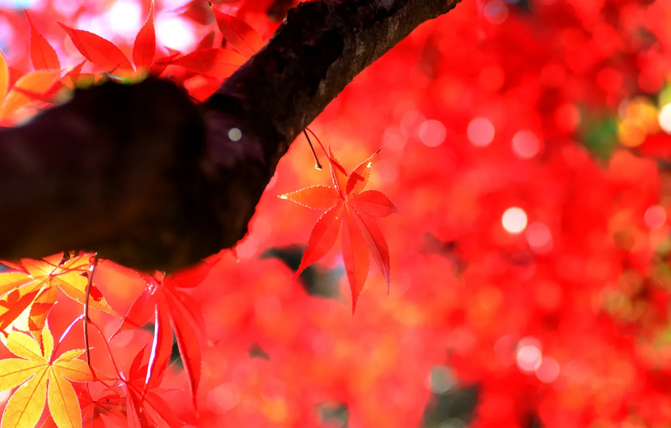Фото обои осень, листья, дерево, ствол, клен