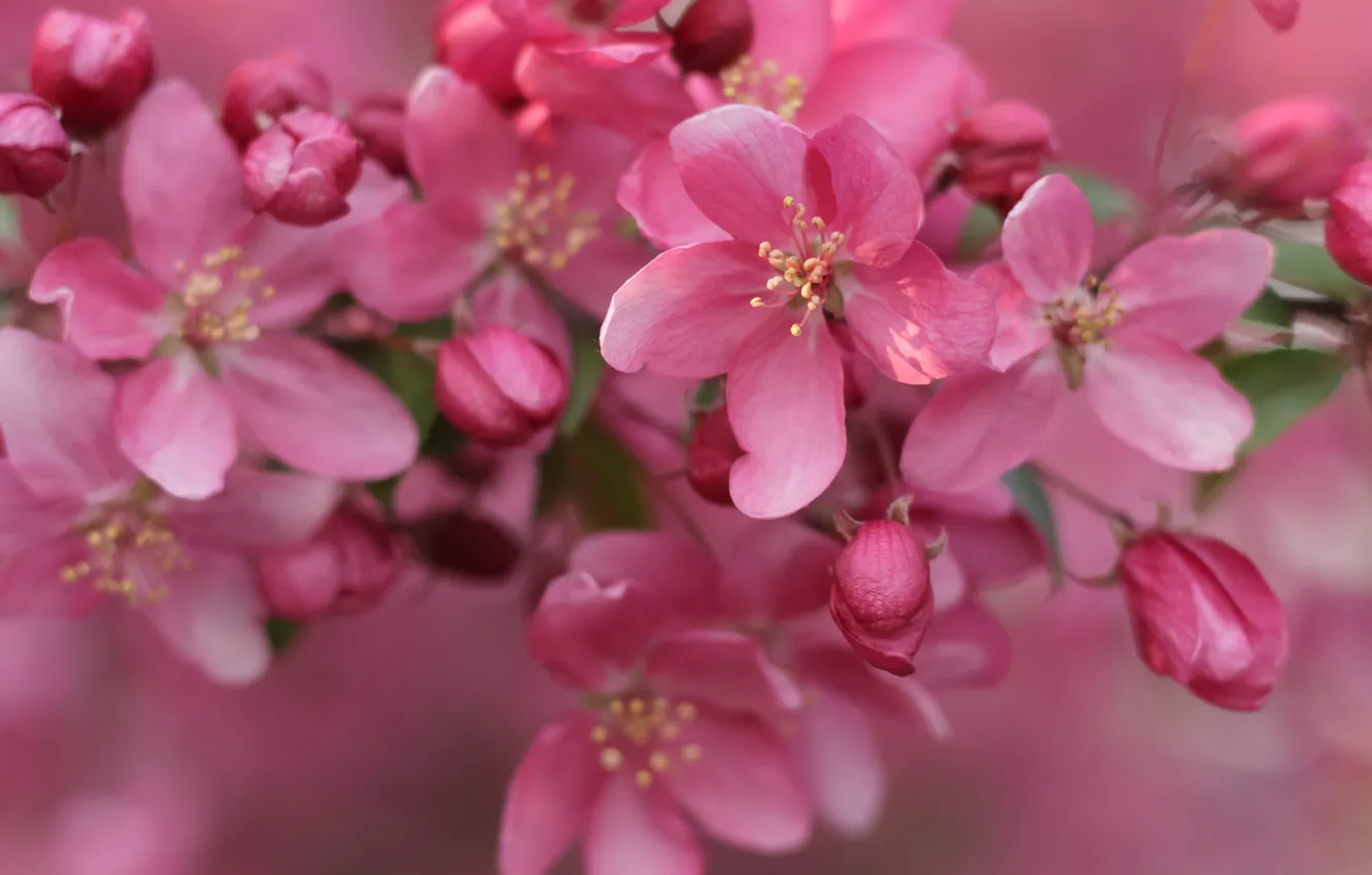 Фото обои pink, flowers, cherry