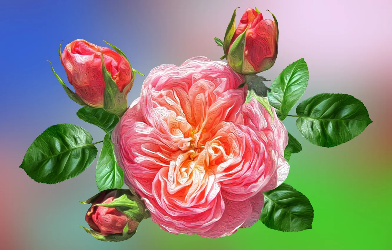 Фото обои Grafika, Kwiaty, Róże