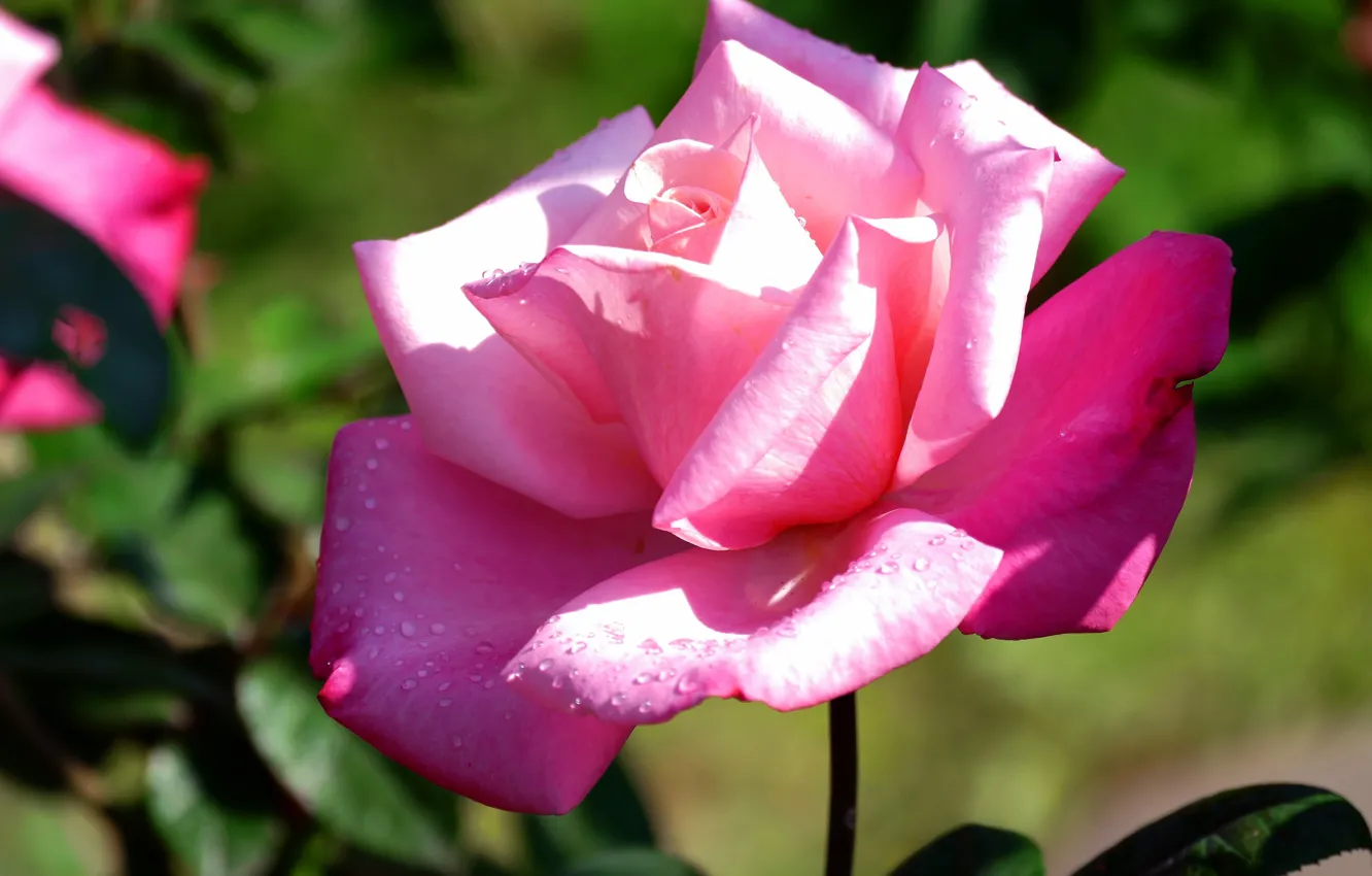 Фото обои цветок, листья, капли, свет, фон, розовая, роза, лепестки