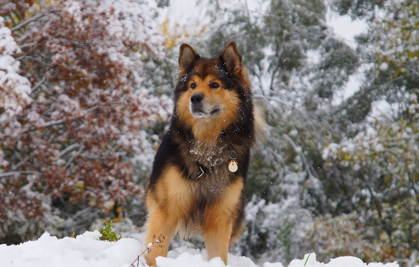 Фото обои зима, взгляд, снег, деревья, животное, собака, шерсть, ошейник