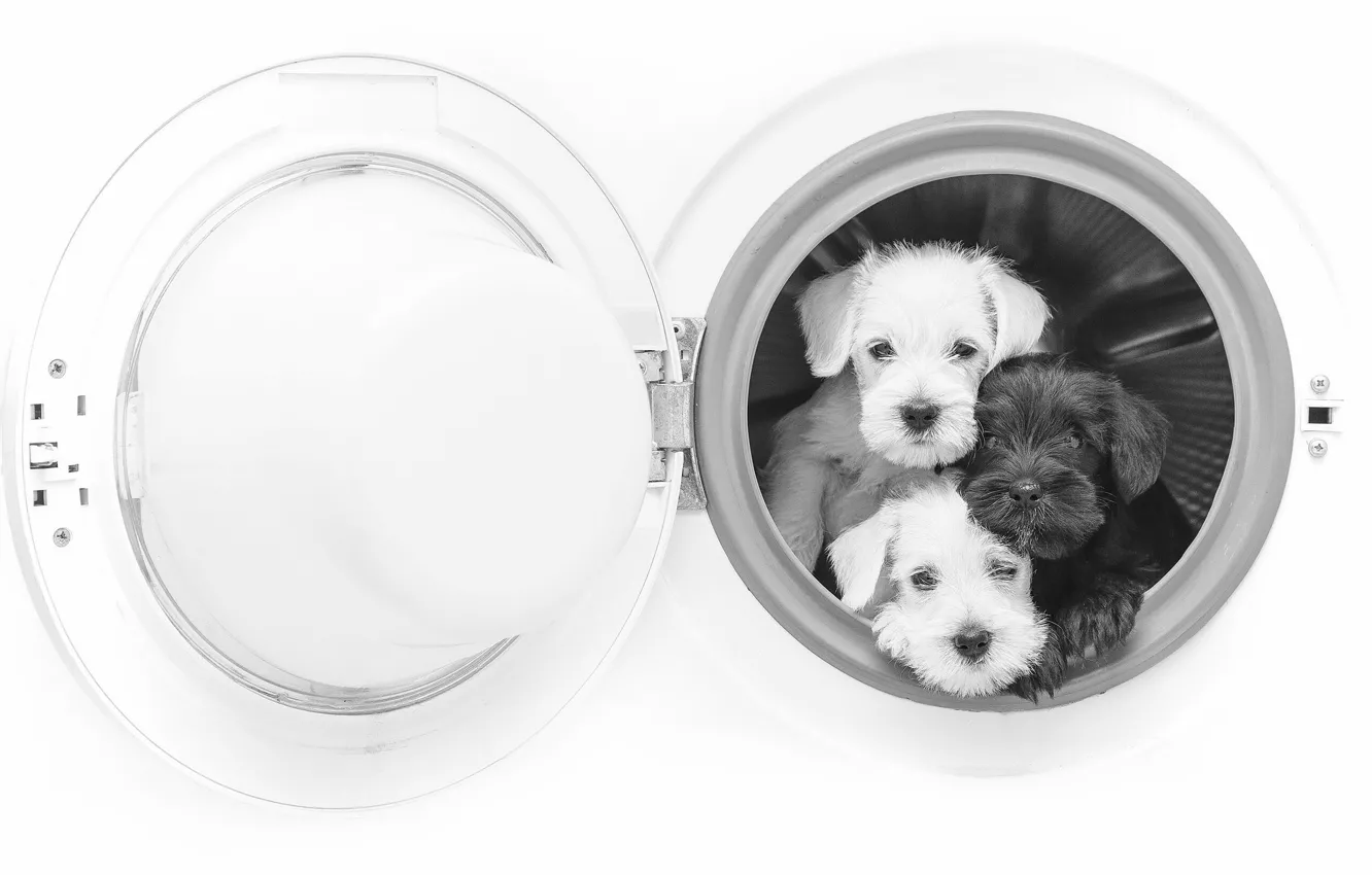 Фото обои собаки, щенки, чёрно-белая, трио, монохром, стиральная машина, троица