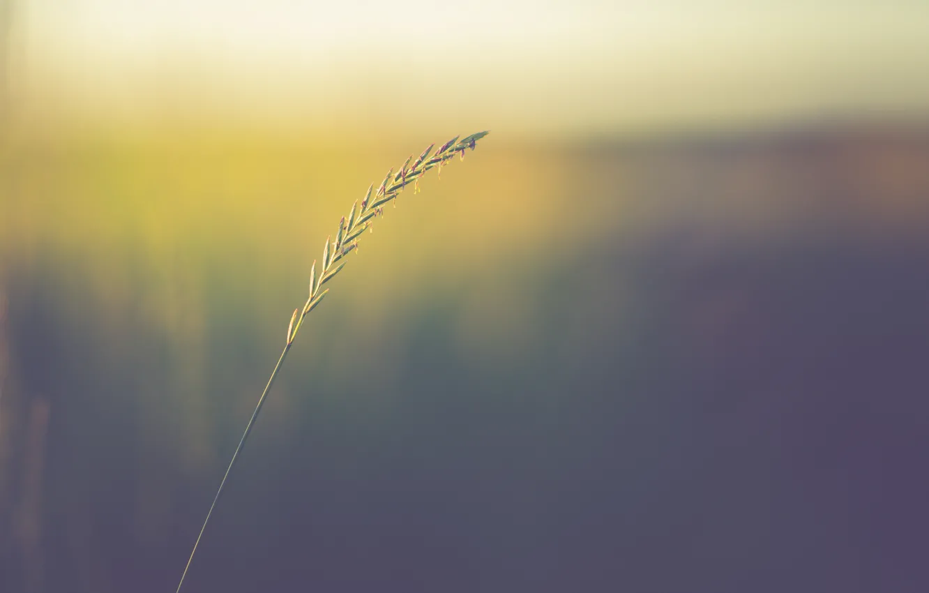 Фото обои bokeh, stalk, seeds