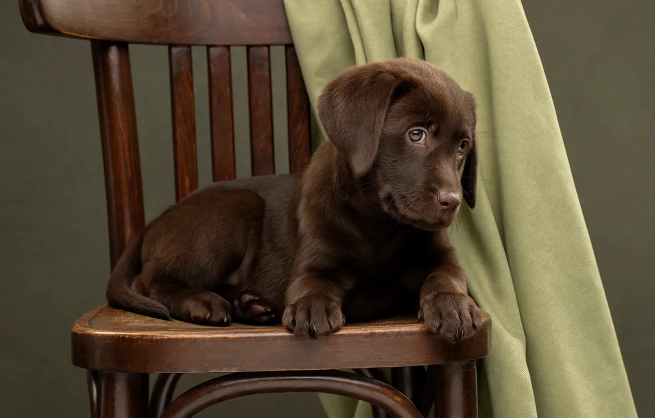 Фото обои животное, собака, стул, щенок, ткань, пёс, Светлана Писарева