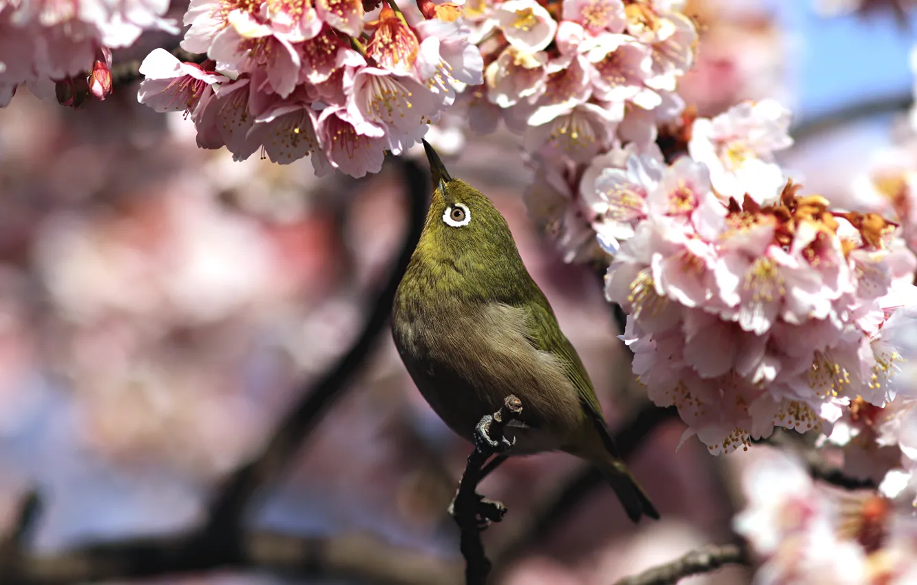 Фото обои цветы, птица, ветка, весна, сакура, белоглазка, белый глаз, white-eye
