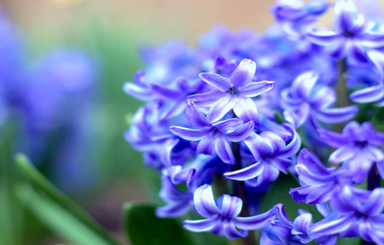 Фото обои макро, цветы, синий, весна, размытость, Гиацинт