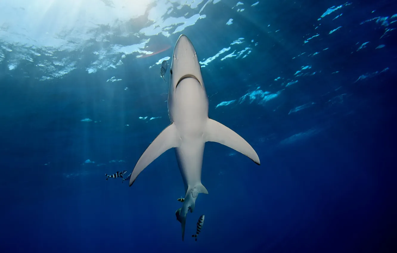 Фото обои underwater, shark, azores, blue shark
