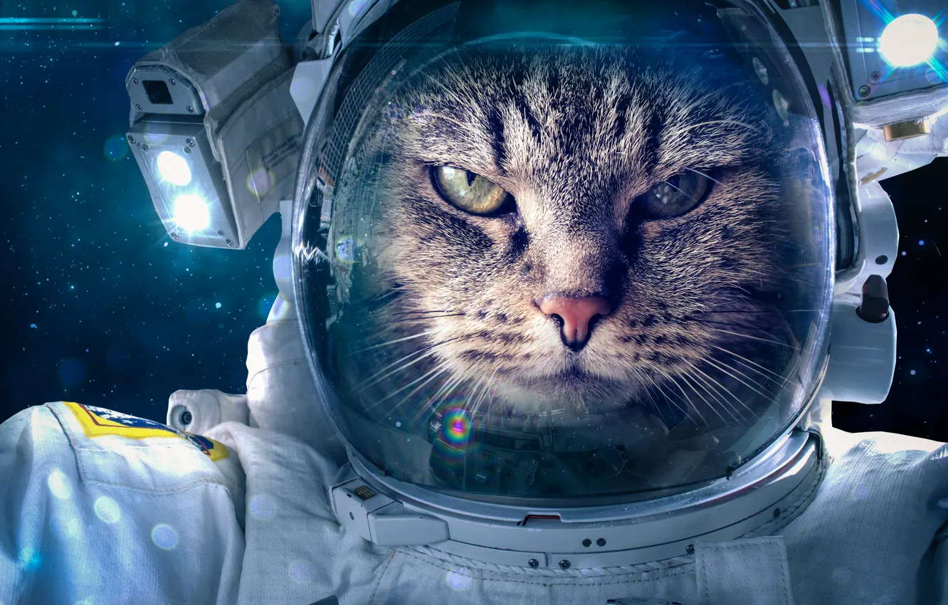 Фото обои fantasy, cat, space suit