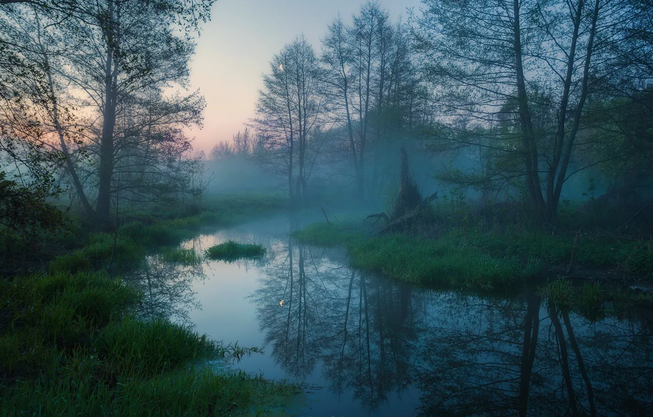 Фото обои fog, grassland, stream
