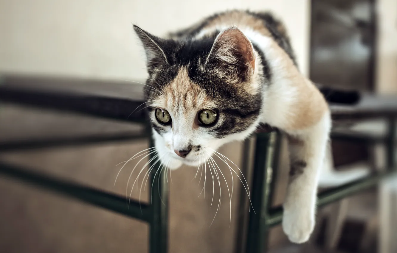 Фото обои кошка, взгляд, морда, поза, котенок, стол, лапа, боке