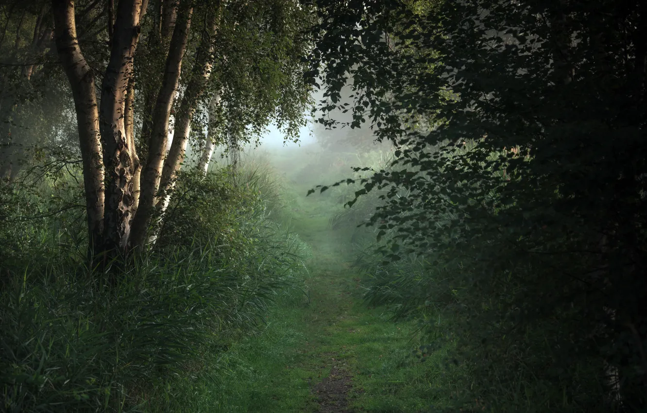 Фото обои лес, туман, берёза