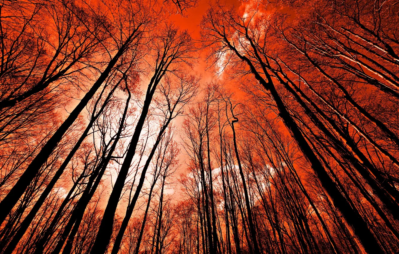 Фото обои лес, небо, деревья