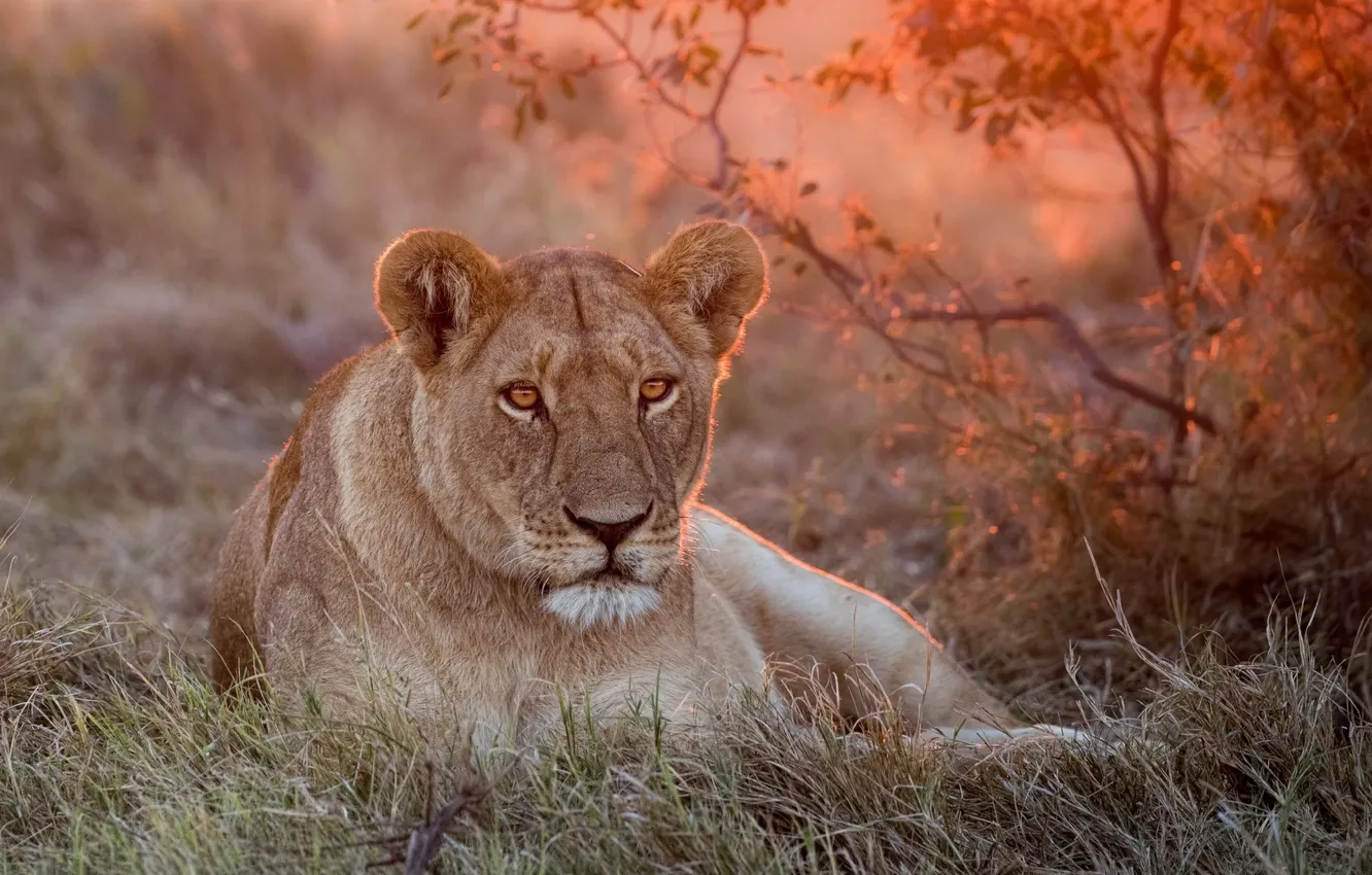 Фото обои green, лев, grass, львица, nature, sunset, lion, lioness