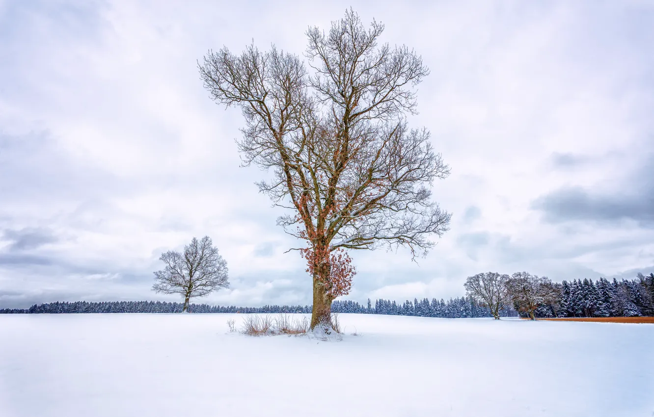 Фото обои зима, поле, лес, небо, снег, дерево