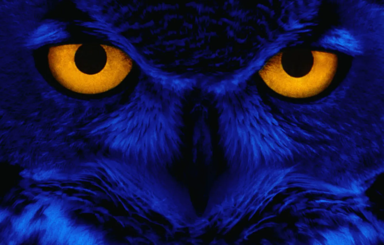 Фото обои глаза, взгляд, синий, сова, птица, Yellow, Eyes, Owl