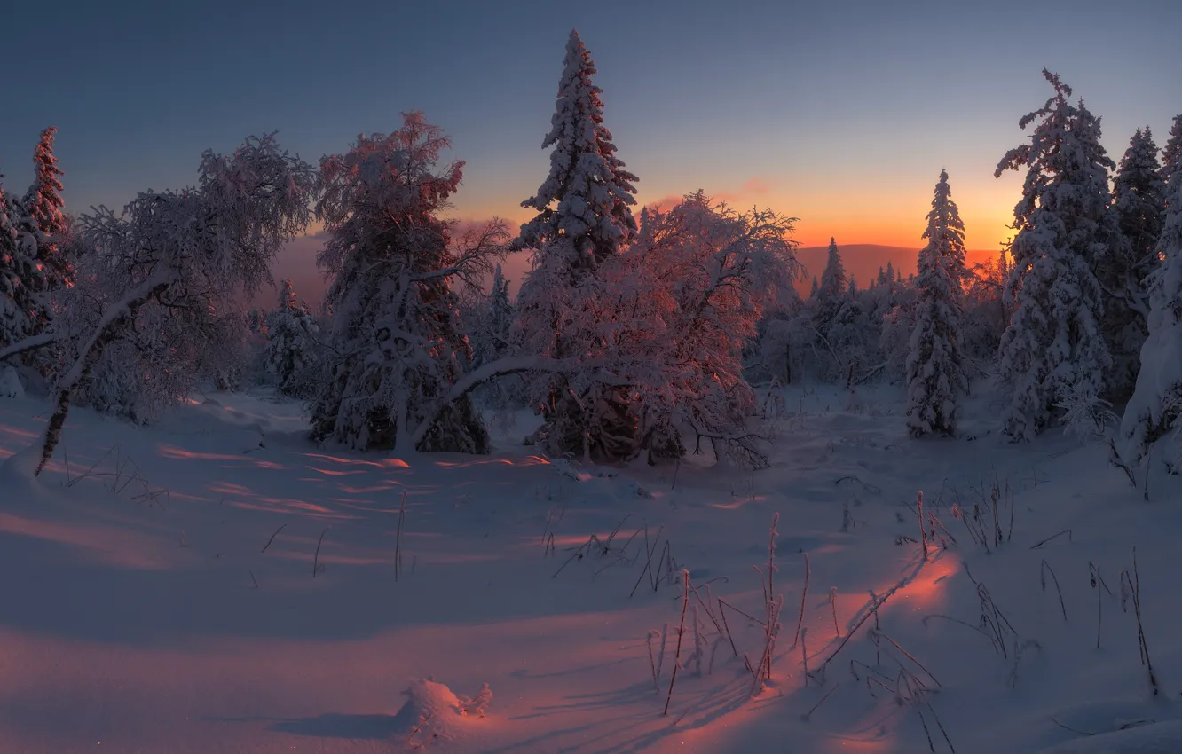 Фото обои зима, снег, деревья, пейзаж, закат, природа, ели