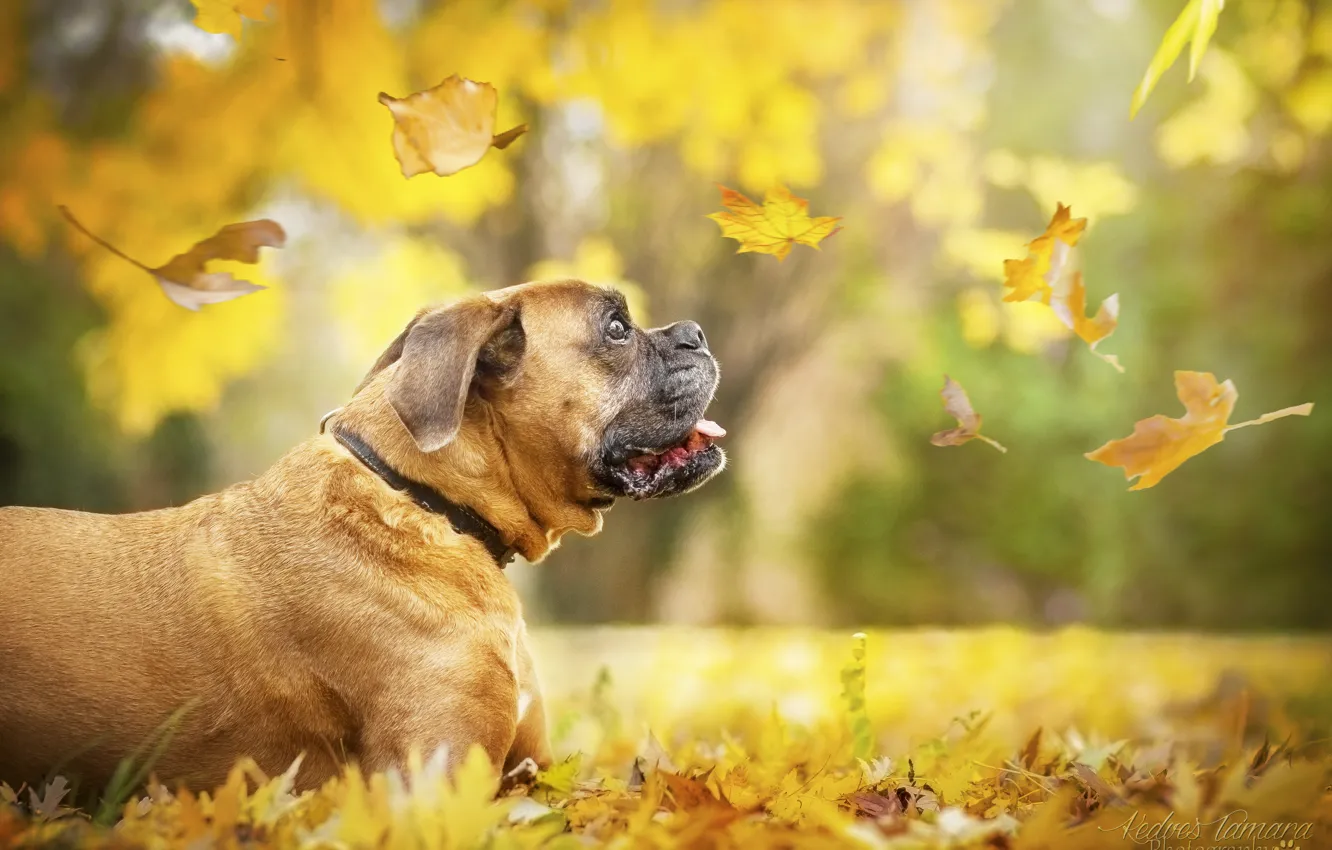 Фото обои осень, листья, собака, боксёр