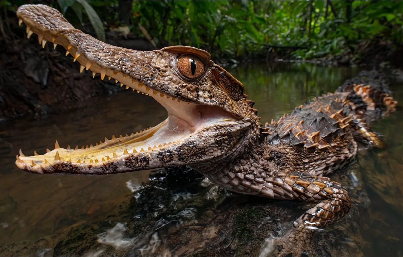 Фото обои животное, хищник, крокодил, predator, crocodile, reptile, Costa Rica, Коста Рика