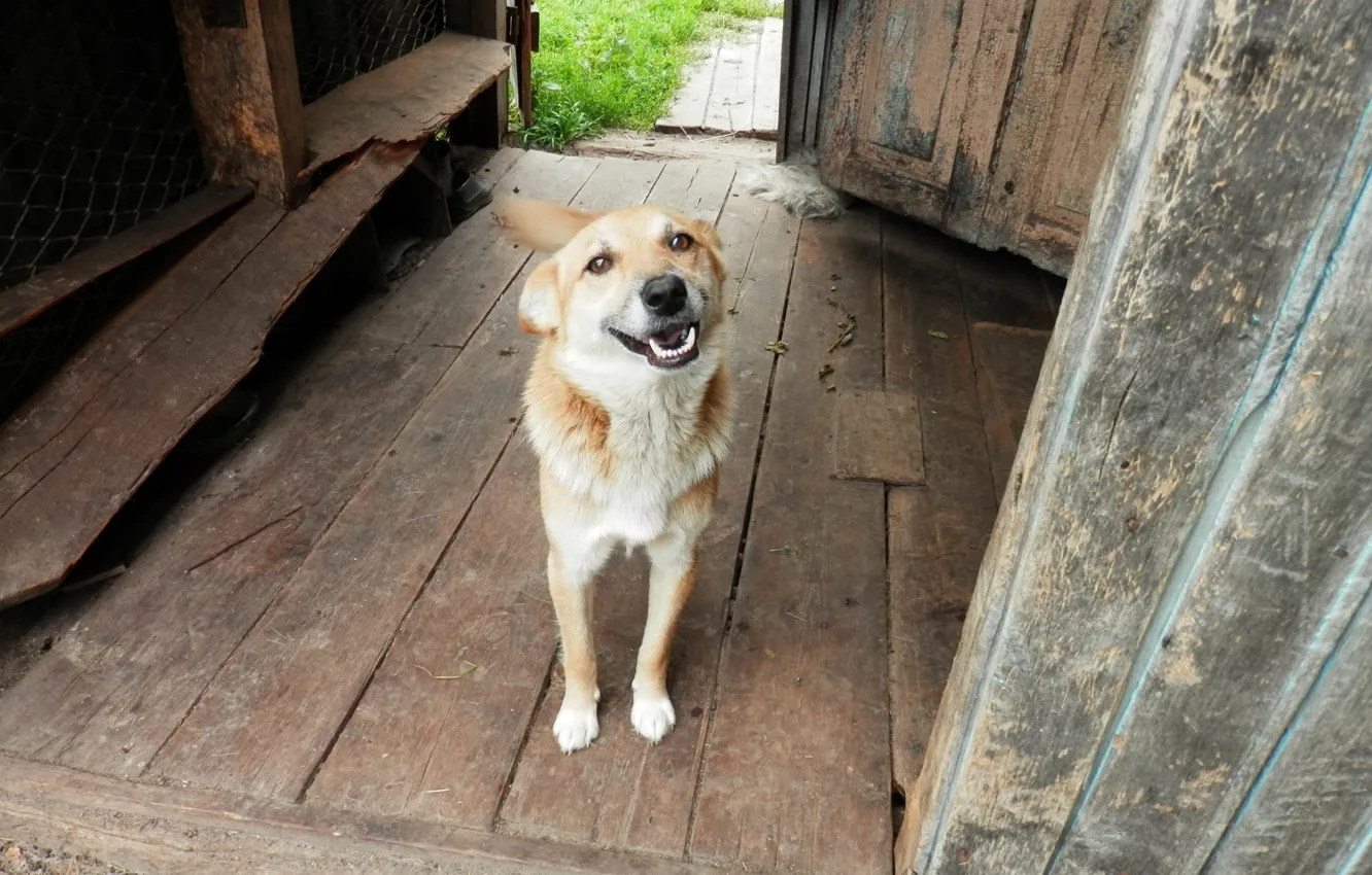 Фото обои улыбка, деревня, dog, пёс