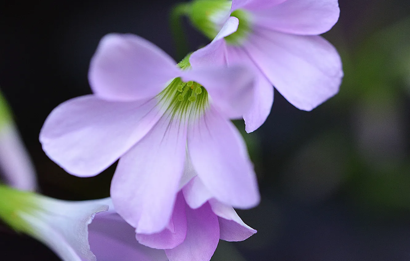 Фото обои макро, фиолетовые, цветочки, Flowers, macro, purple