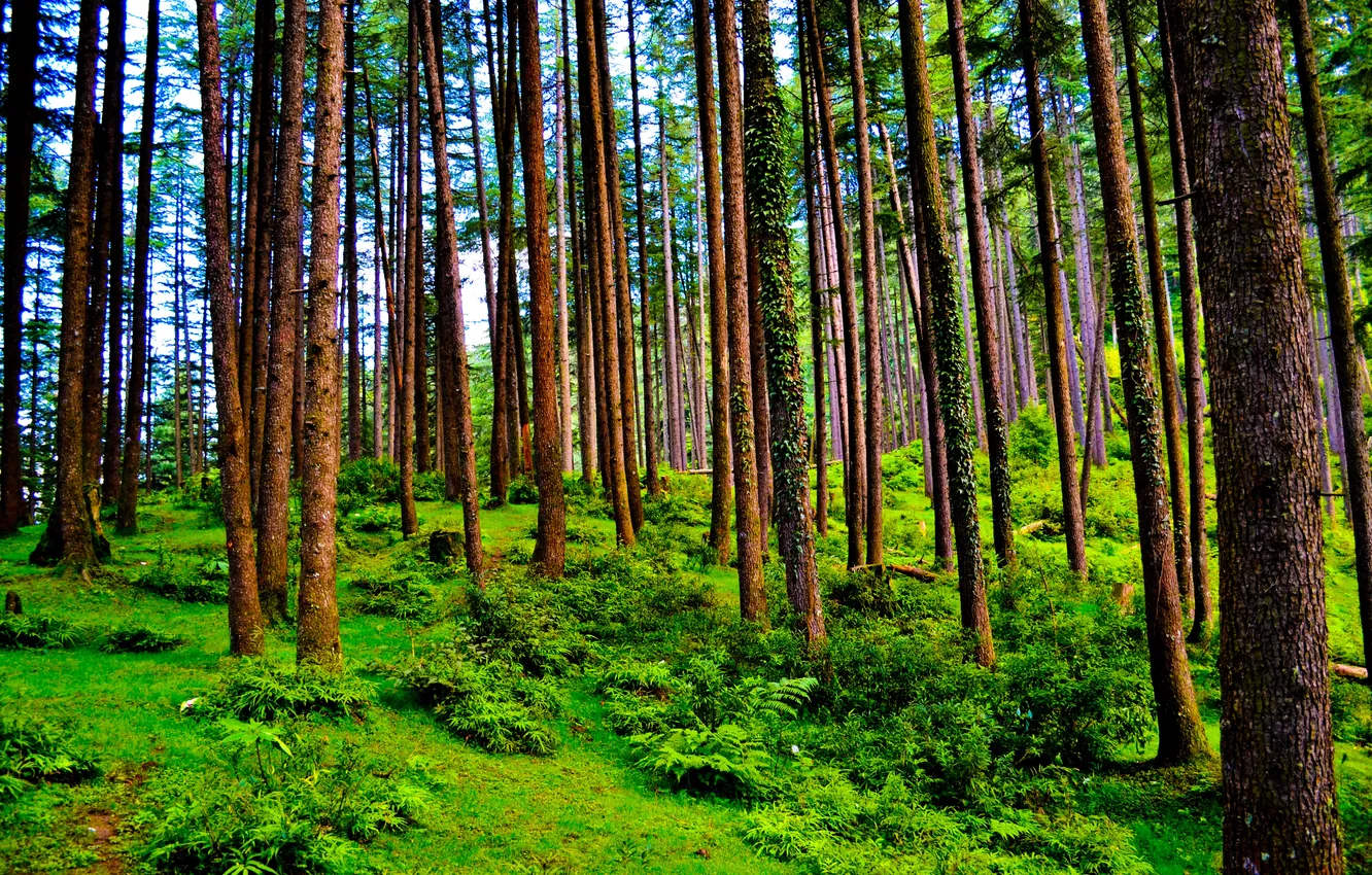 Фото обои forest, trees, nature, needles