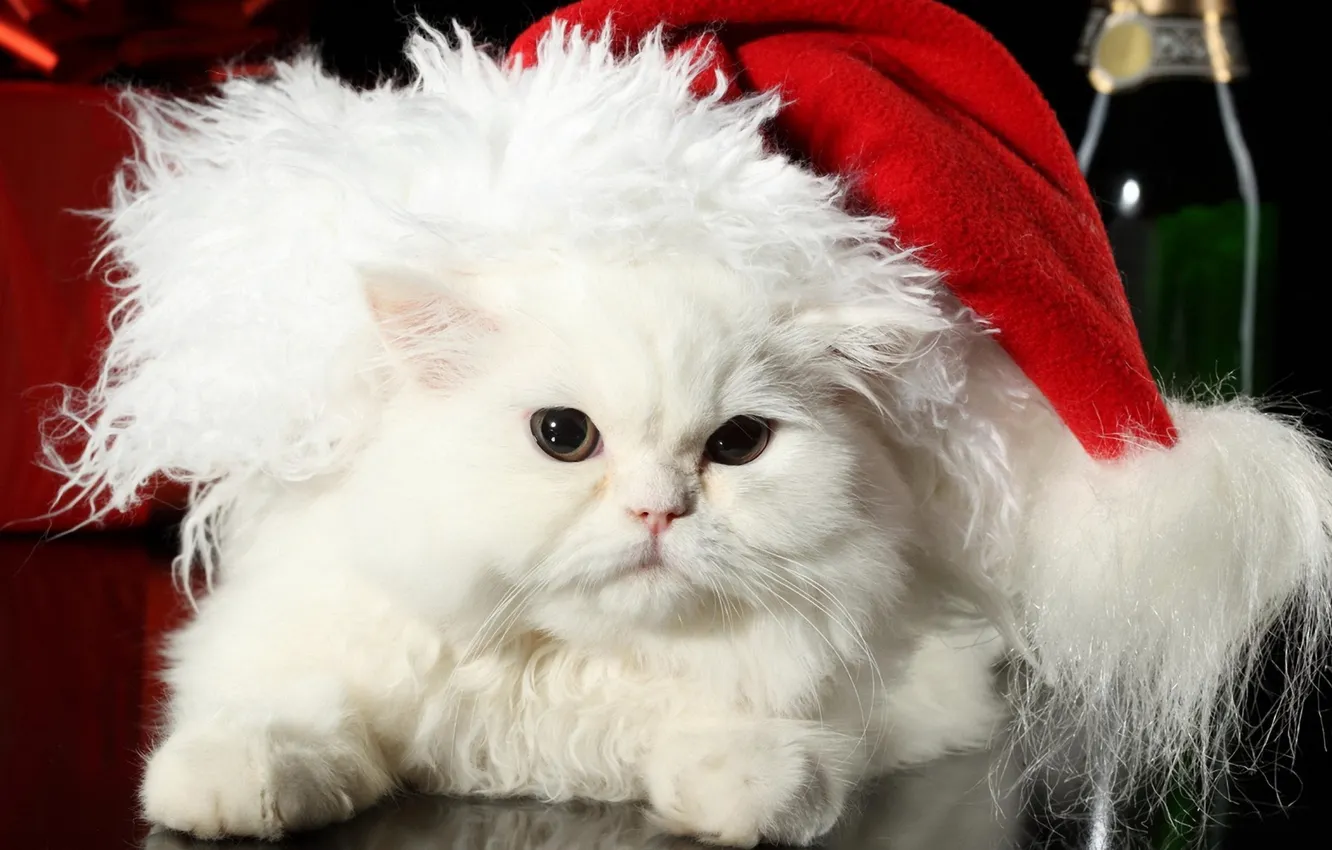 Фото обои кошка, белый, кот, праздник, шапка, новый год, шерсть, пушистый