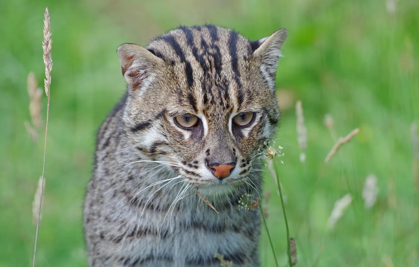 Фото обои хищник, мордочка, дикая кошка, fishing cat, кот рыболов